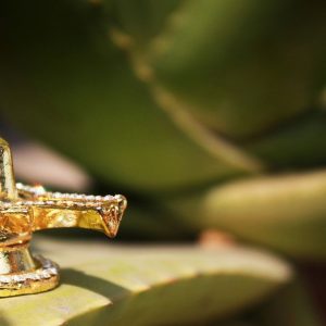 Swayamvara Pashupatam